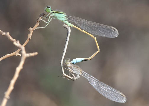 Desert forktail - Ischnura barberi